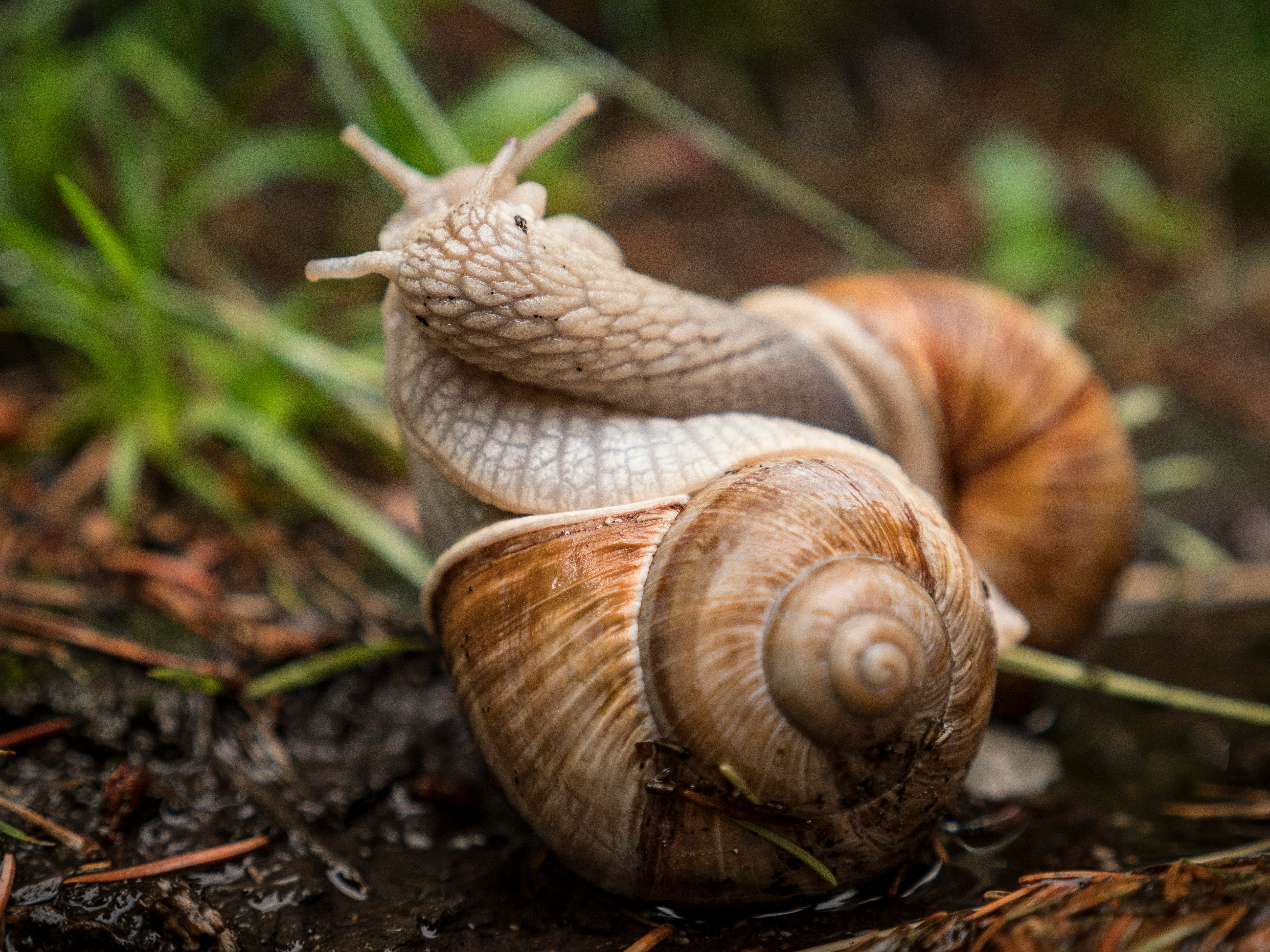 brown and white snail on ground during daytime